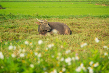 Hoi An rice field and animals and nature.