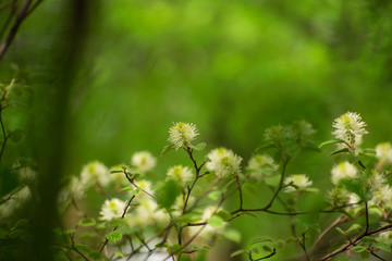White Fothergilla flowers in the forest in the Spring