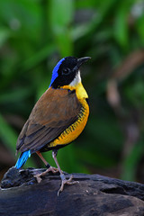Gurney's Pitta Bird