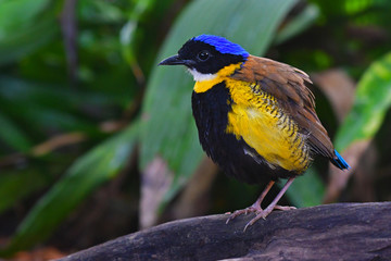 Gurney's Pitta Bird