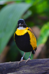 Gurney's Pitta Bird