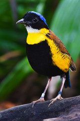 Gurney's Pitta Bird