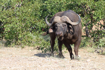 Fototapeta premium Kaffernbüffel / Buffalo / Syncerus caffer