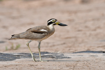 Great Thick-knee Bird