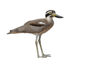 Great Thick-knee Bird