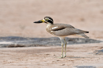 Great Thick-knee Bird