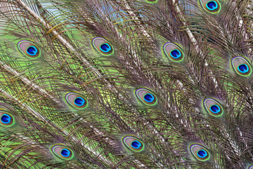Obraz premium peacock with feathers
