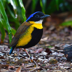 Gurney's Pitta Bird