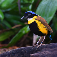 Gurney's Pitta Bird