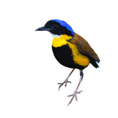 Gurney's Pitta Bird