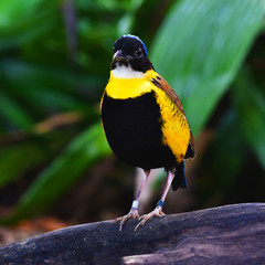 Gurney's Pitta Bird
