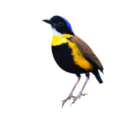 Gurney's Pitta Bird
