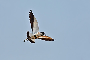 Fototapeta premium River Lapwing Bird