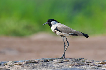 River Lapwing Bird