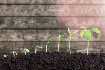 Growth of new life on  background