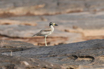 Great Thick-knee Bird