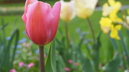 Fototapeta premium Beautiful Tulip flowers on colorful flowering background.