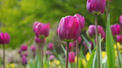 Fototapeta premium Beautiful Tulip flowers on colorful flowering background.