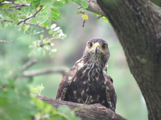 portrait of a hawk