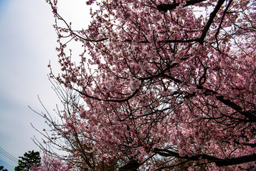 桜