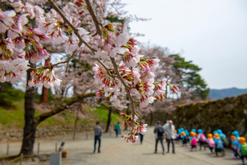 桜