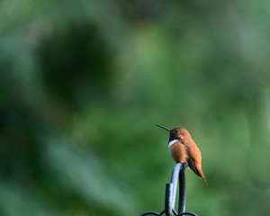 Male Rufous Hummingbird