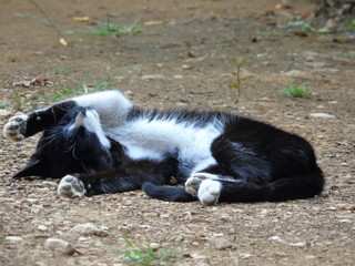 Fototapeta premium Gato estirandose despues de la ciesta
