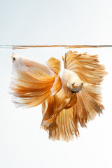Yellow gold color of Siamese fighting fish Betta movement on white background