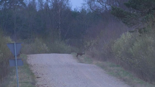 Two European roe deer (Capreolus capreolus) crossing gravel road in the evening, medium shot from the distance