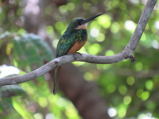 bird on a branch