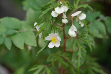 ベゴニア・ドレゲイ