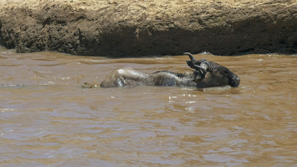 two crocs attacking an adult gnu crossing the mara river