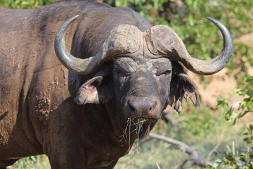 Obraz premium Kaffernbüffel / Buffalo / Syncerus caffer