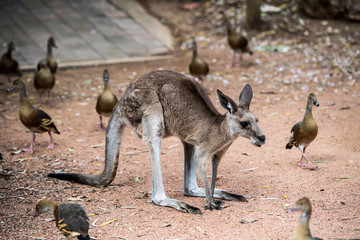 kangaroo in australia