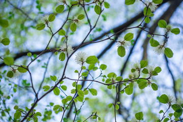 White Fothergilla flowers in the forest in the Spring