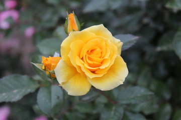 Rosa amarilla