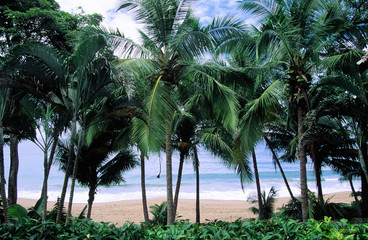 palmenküste auf costa rica