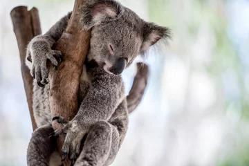 Raamstickers koala in boom © Robert