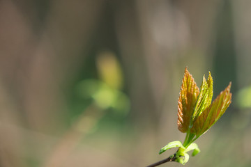  Spring leaf of the tree on a blurred background