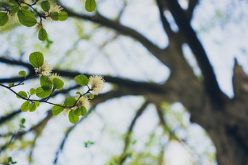White Fothergilla flowers in the forest in the Spring