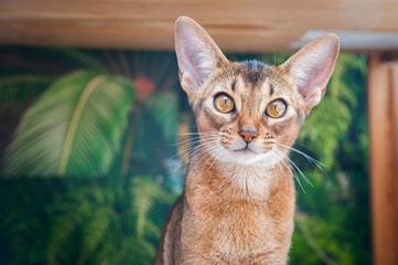 Very beautiful Abyssinian cat, kitten on the  jungle background , looking at the camera