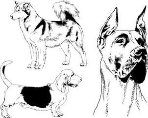 vector drawings sketches pedigree dogs in the racks drawn in ink by hand , objects with no background	