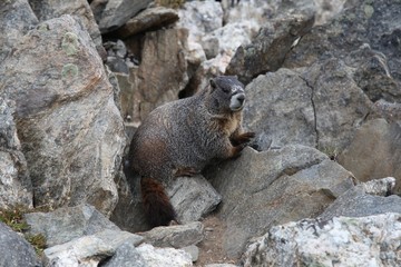 Yellow-Bellied Marmot (Marmota flaviventris) on rocks in Rocky Mountain National Park, Colorado