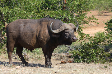 Kaffernbüffel / Buffalo / Syncerus caffer