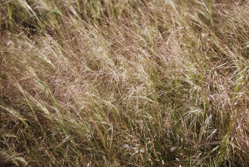 Fototapeta premium Feather Grass in Field