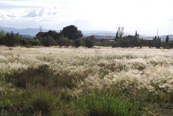 Feather Grass Landscape