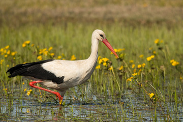 White stork / Ciconia ciconia