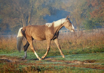 Obraz na płótnie Canvas The silvery-black stallion trots on a meadow in the autumn morning