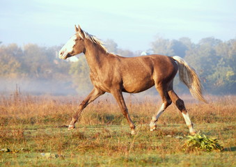 The  silvery-black stallion trots on a meadow in the autumn morning