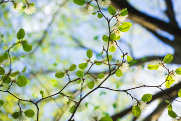 White Fothergilla flowers in the forest in the Spring